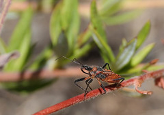 Rhynocoris ventralis