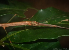Candovia strumosa