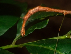 Candovia strumosa