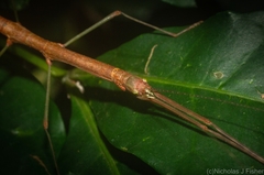 Candovia strumosa