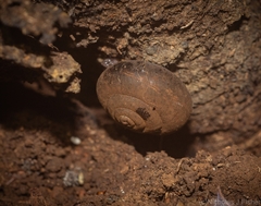 Ramogenia challengeri
