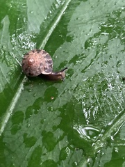Aegista