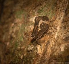 Cotylana angustifrons