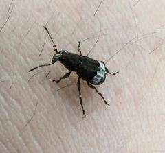 Eurymycter