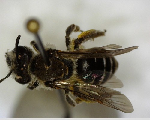 iNaturalist observation photo of Mining Bees