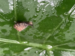 Aegista
