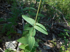 Hypericum montanum