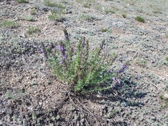 Dracocephalum fruticulosum