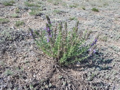 Dracocephalum fruticulosum