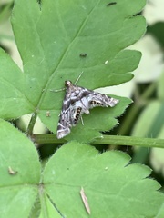 Petrophila fulicalis