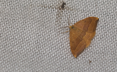 Watsonalla cultraria