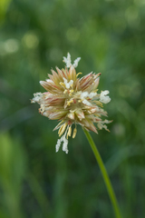 Juncus chlorocephalus