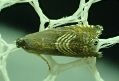 Grapholita delineana