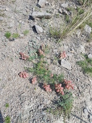 Astragalus chorinensis