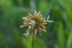 Juncus chlorocephalus