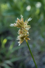 Juncus chlorocephalus