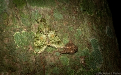 Stericta chlorophoena