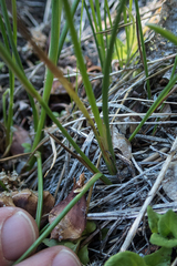 Juncus chlorocephalus