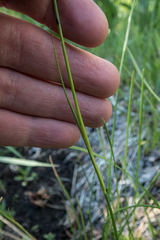 Juncus chlorocephalus