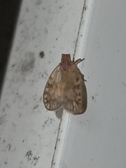 Bothriocera drakei