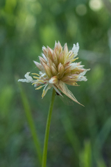 Juncus chlorocephalus