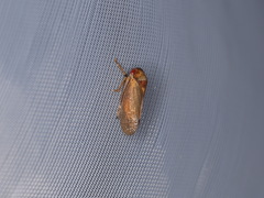 Iassus lanio