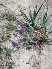 Astragalus laguroides