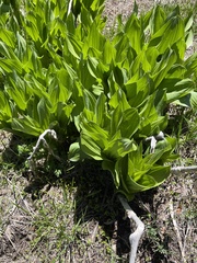 Veratrum californicum