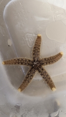 Stylasterias forreri