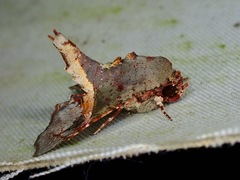 Targalla subocellata