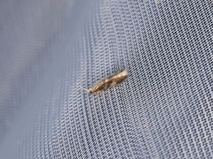 Oxyethira flavicornis