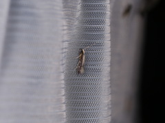 Orthotrichia costalis