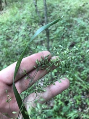 Festuca paradoxa