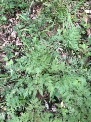 Trepocarpus aethusae