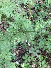 Trepocarpus aethusae