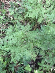 Trepocarpus aethusae