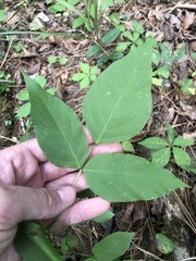 Desmodium cuspidatum