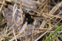 Bombylius varius