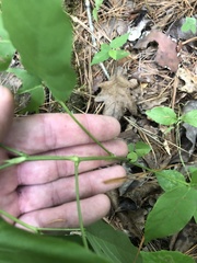 Desmodium cuspidatum