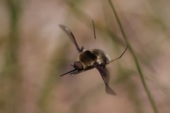 Bombylius varius