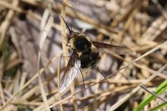 Bombylius varius