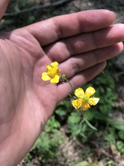 Ranunculus acris acris