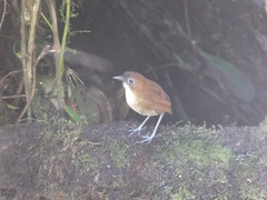 Grallaria flavotincta