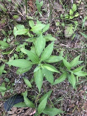 Rudbeckia terranigrae