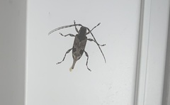 Aegomorphus modestus