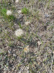 Takhtajaniantha austriaca