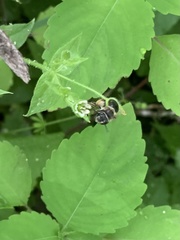 Anthophora terminalis