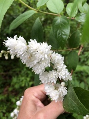 Deutzia scabra