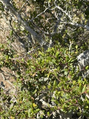 Cercocarpus minutiflorus