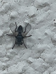 Leucostomatini